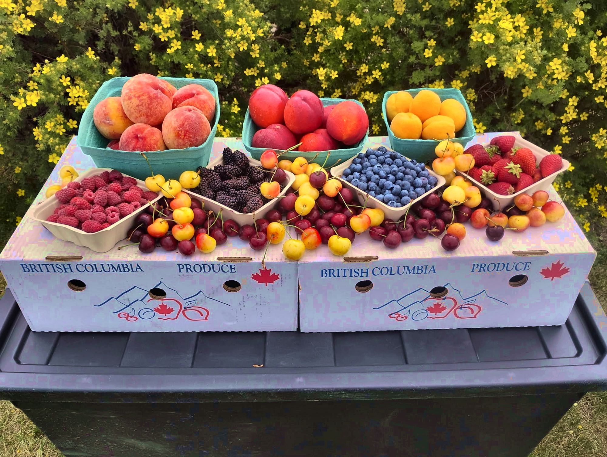 Peaches, nectarines, apricots, cherries and berries stacked on British Columbia Produce boxes
